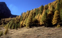 <center>Cette immense prairie est le territoire des chamois. prairie,automne,mélèzes,alpes 